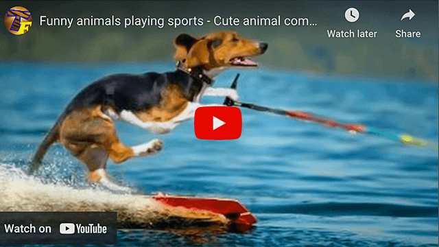Animals Playing Sports
