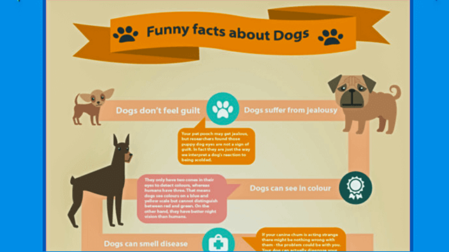 Fun Facts About Dogs