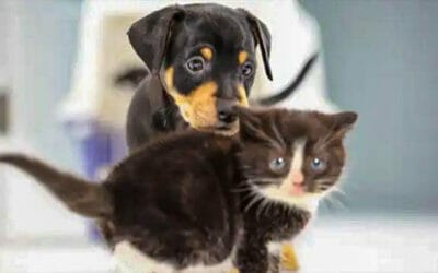Kittens & Puppies Meet