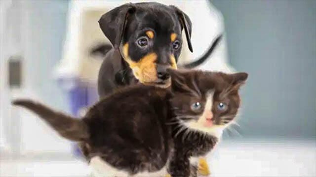 Kittens & Puppies Meet