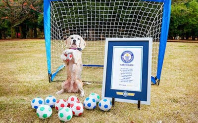 World Record Breaking Soccer Dog