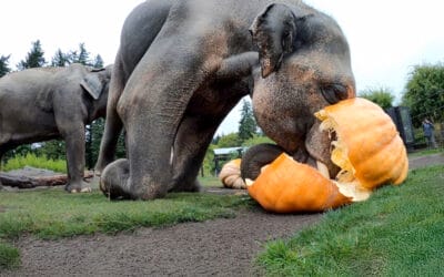 Elephants SMASH Giant Pumpkins at Oregon Zoo! 🐘