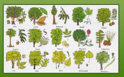 Learn How To Identify Trees And Leaves