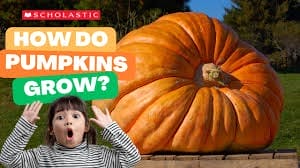 STEM For Kids: How Pumpkins Grow